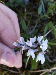 Astragalus norvegicus