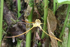 Masdevallia uncifera