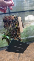 Polystachya stenophylla