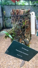 Polystachya stenophylla