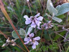 Astragalus norvegicus