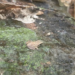 Limnonectes hascheanus