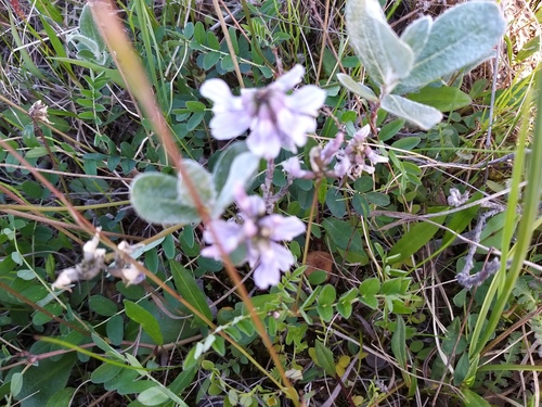 Astragalus norvegicus, photograph 1