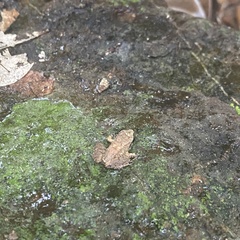 Limnonectes hascheanus