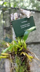 Prosthechea aemula