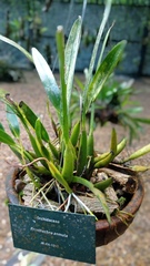 Prosthechea aemula