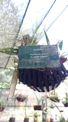 Prosthechea aemula