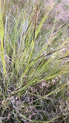 Heteropogon
