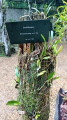 Prosthechea vespa