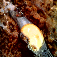 Vitrinobrachium breve