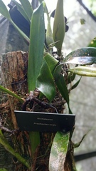 Prosthechea vespa