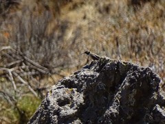 Oreotrochilus estella