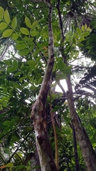 Psidium acidum
