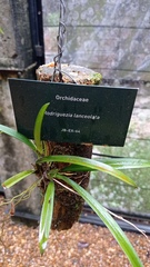Rodriguezia lanceolata
