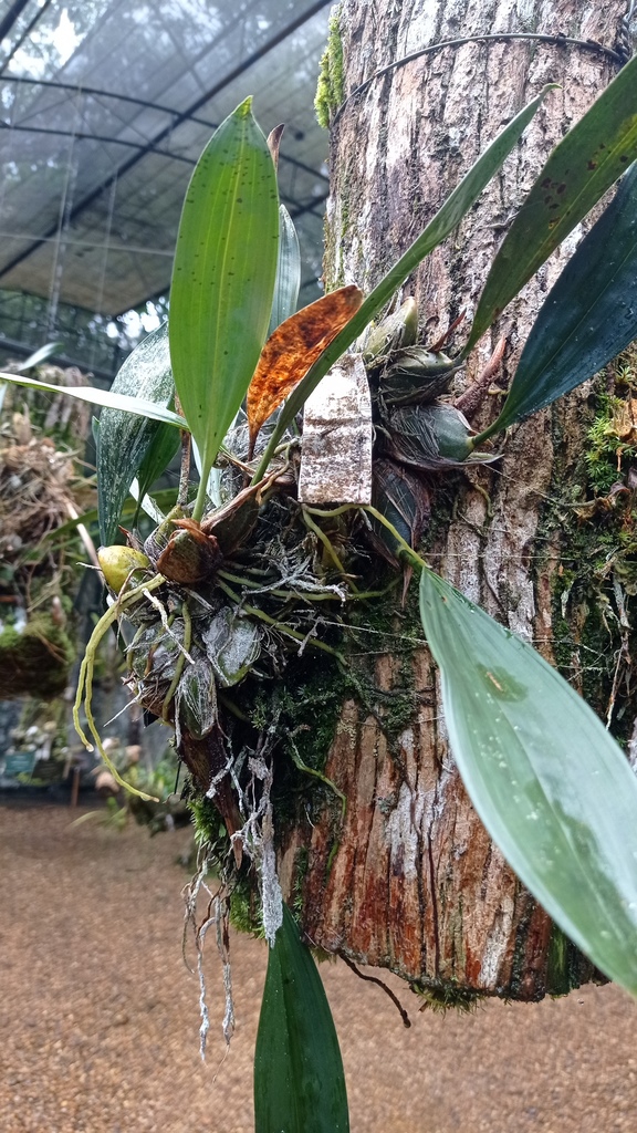 Bifrenaria aurantiaca