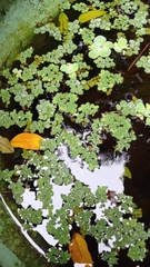Salvinia auriculata