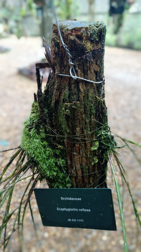 Scaphyglottis reflexa