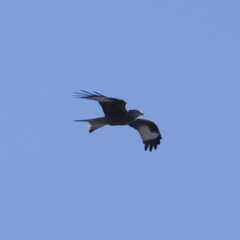 Milvus milvus