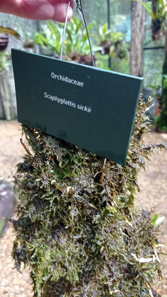 Scaphyglottis sickii