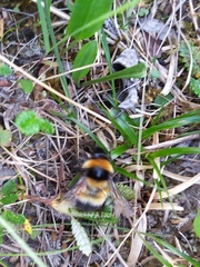 Bombus hyperboreus
