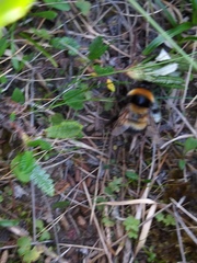 Bombus hyperboreus