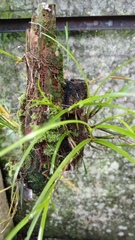 Scaphyglottis stellata