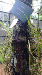 Scaphyglottis stellata