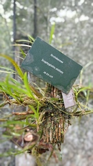Scaphyglottis stellata