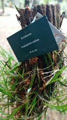 Scaphyglottis stellata