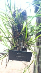 Scaphyglottis stellata