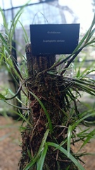 Scaphyglottis stellata