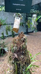Scaphyglottis stellata