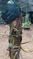 Scaphyglottis stellata