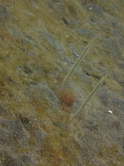 Centriscus cristatus