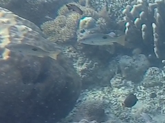 Lutjanus fulviflamma