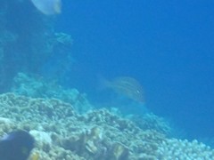 Lutjanus carponotatus