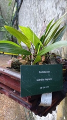Sobralia fragrans
