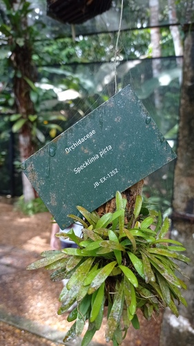 Specklinia picta, photograph 6