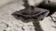 Lesmone griseipennis