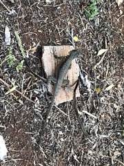Tropidurus catalanensis