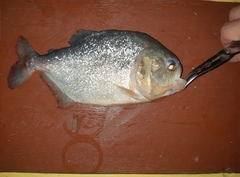 Pygocentrus nattereri