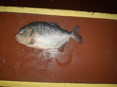 Pygocentrus nattereri