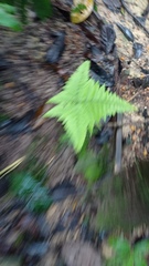 Trichomanes pinnatum