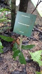 Trichomanes pinnatum