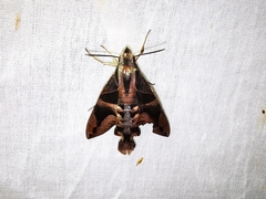 Macroglossum mitchellii