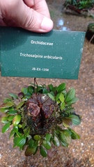 Trichosalpinx orbicularis