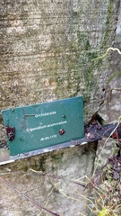 Maxillaria subrepens