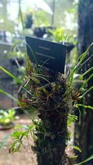 Maxillaria subrepens