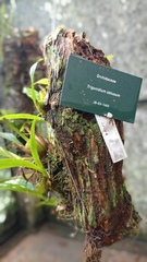 Maxillaria obtusa