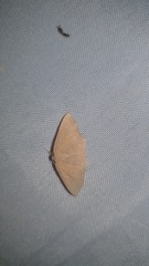 Cyclophora ruficiliaria